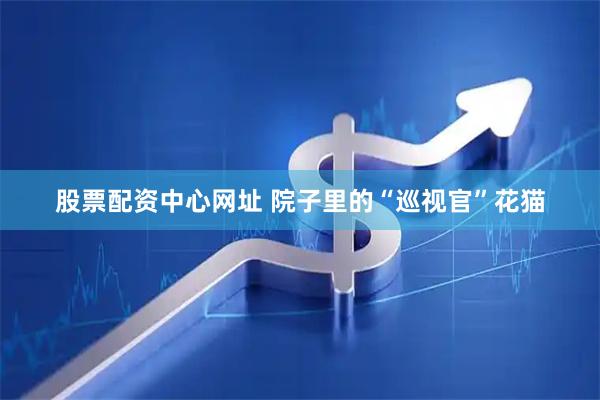 股票配资中心网址 院子里的“巡视官”花猫